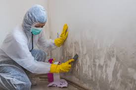 Best Water Damage & Mold Remediation  in Carter Lake, IA